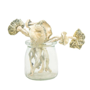 Buy Coasta Rican Magic Mushroom