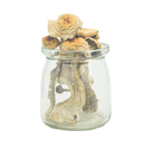 Buy Golden Penis Envy Magic Mushrooms