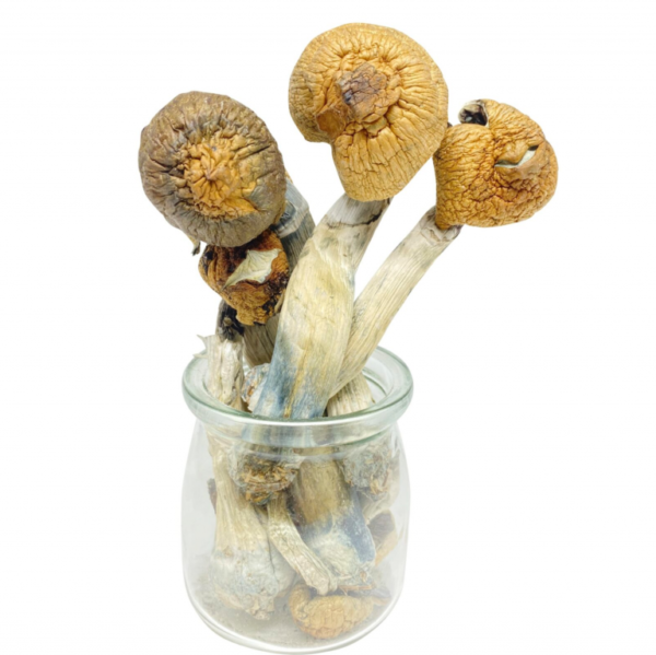 Buy Mexican Dutch King Magic Mushroom
