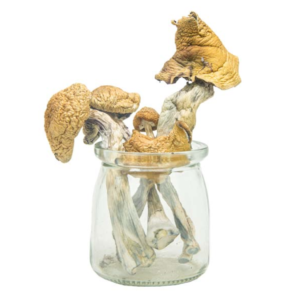 Buy PE #6 Magic Mushrooms