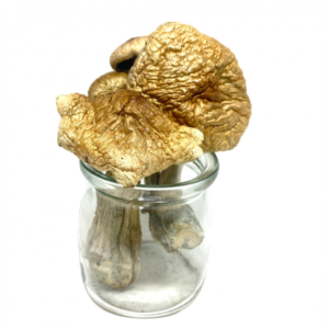 Buy Treasure Coast Magic Mushrooms