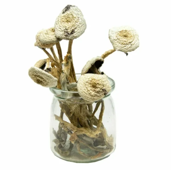 Buy White Avery Albino Magic Mushroom
