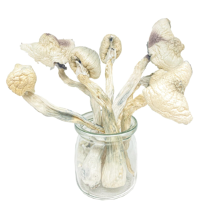 Buy Great White Monsters Magic Mushroom