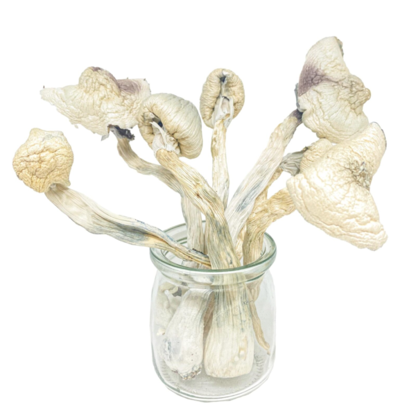 Buy Great White Monsters Magic Mushroom