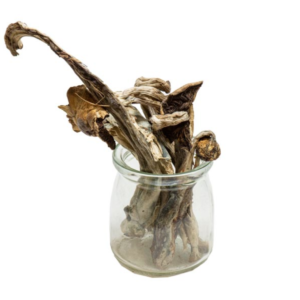 Buy Mammoth Magic Mushrooms