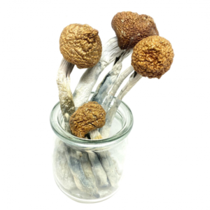 Buy McKennaiis Magic Mushroom