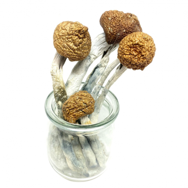 Buy McKennaiis Magic Mushroom