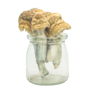 Buy Monster Mack Magic Mushrooms
